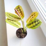 Maranta Fascinator Tricolor ms - obrazek 8