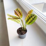 Maranta Fascinator Tricolor ms - obrazek 7