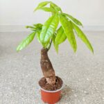 Pachira wodna / Pachira Aquatica - obrazek 2