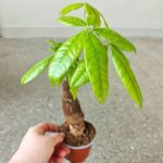Pachira wodna / Pachira Aquatica - obrazek 6