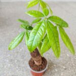 Pachira wodna / Pachira Aquatica - obrazek 8