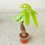 Pachira wodna / Pachira Aquatica - obrazek 7