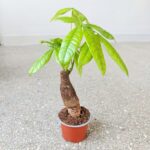 Pachira wodna / Pachira Aquatica - obrazek 5