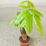 Pachira wodna / Pachira Aquatica - obrazek 4