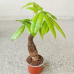 Pachira wodna / Pachira Aquatica