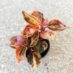 Peperomia Creme Brulle S - obrazek 4