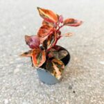 Peperomia Creme Brulle S - obrazek 8