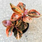 Peperomia Creme Brulle S - obrazek 7