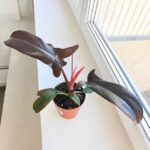 Filodendron / Philodendron Florida Bronze