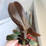 Filodendron / Philodendron Florida Bronze - obrazek 3