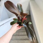Filodendron / Philodendron Florida Bronze - obrazek 12