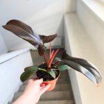 Filodendron / Philodendron Florida Bronze - obrazek 5