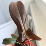 Filodendron / Philodendron Florida Bronze - obrazek 6