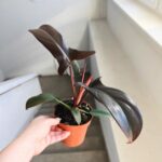 Filodendron / Philodendron Florida Bronze - obrazek 13