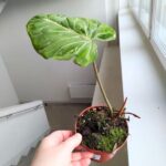 Filodendron / Philodendron Gloriosum Snow Leopard - obrazek 4