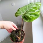 Filodendron / Philodendron Gloriosum Snow Leopard - obrazek 3