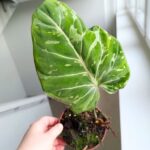 Filodendron / Philodendron Gloriosum Snow Leopard