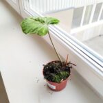 Filodendron / Philodendron Gloriosum Snow Leopard - obrazek 9