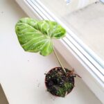 Filodendron / Philodendron Gloriosum Snow Leopard - obrazek 8