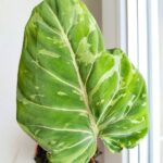 Filodendron / Philodendron Gloriosum Snow Leopard - obrazek 7
