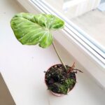 Filodendron / Philodendron Gloriosum Snow Leopard - obrazek 6