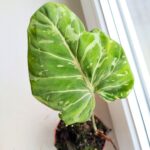 Filodendron / Philodendron Gloriosum Snow Leopard - obrazek 5