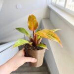 Filodendron / Philodendron Orange Marmelade - obrazek 6