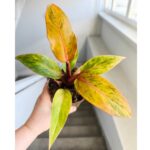 Filodendron / Philodendron Orange Marmelade - obrazek 7