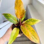 Filodendron / Philodendron Orange Marmelade - obrazek 2