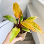 Filodendron / Philodendron Orange Marmelade