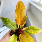 Filodendron / Philodendron Orange Marmelade - obrazek 4