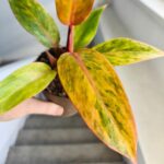 Filodendron / Philodendron Orange Marmelade - obrazek 5