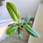Filodendron / Philodendron subhastatum Red leaf - obrazek 8