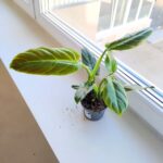 Filodendron / Philodendron subhastatum Red leaf - obrazek 7