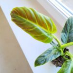 Filodendron / Philodendron subhastatum Red leaf - obrazek 6
