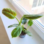 Filodendron / Philodendron subhastatum Red leaf