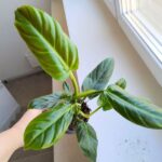 Filodendron / Philodendron subhastatum Red leaf - obrazek 4