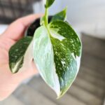Philodendron / Filodendron 'White Wizard' - obrazek 4