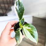 Philodendron / Filodendron 'White Wizard' - obrazek 2