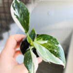 Philodendron / Filodendron 'White Wizard'