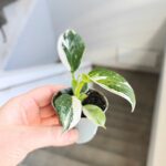 Philodendron / Filodendron 'White Wizard' - obrazek 3