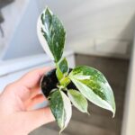 Philodendron / Filodendron 'White Wizard' - obrazek 6