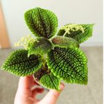 Pilea Moonvalley - obrazek 10