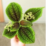 Pilea Moonvalley - obrazek 9