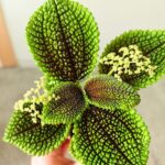 Pilea Moonvalley - obrazek 13
