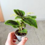 Pilea Moonvalley - obrazek 12