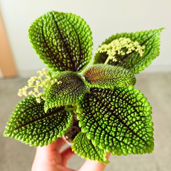 pilea moonvalley (9) Pilea Moonvalley - obrazek 1
