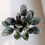 Primulina Yungfuensis - sępolia/fiołek - obrazek 3