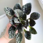 Primulina Yungfuensis - sępolia/fiołek - obrazek 5