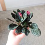Primulina Yungfuensis - sępolia/fiołek - obrazek 10